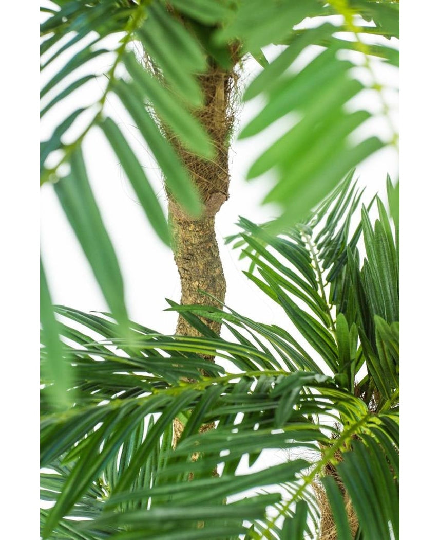 Cycas Künstliche Palme Classic 165 cm