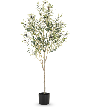 Der künstliche Olivenbaum 150 cm hat schlanke Zweige und grüne Blätter mit kleinen schwarzen Oliven in einem schlichten schwarzen Topf, ideal, um jedem Raum eine mediterrane Atmosphäre zu verleihen.