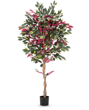 Vor einem glatten weißen Hintergrund steht eine 180 cm große, feuerhemmende Kunstpflanze Ficus grün/rot mit gedrehtem Stamm und grün-roten Blättern in einem schwarzen Topf.