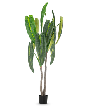 Die Kunstpflanze Anthurium 210 cm hat hohe, sattgrüne Blätter und zwei braune Stängel in einem kleinen schwarzen Topf vor einem schlichten weißen Hintergrund.