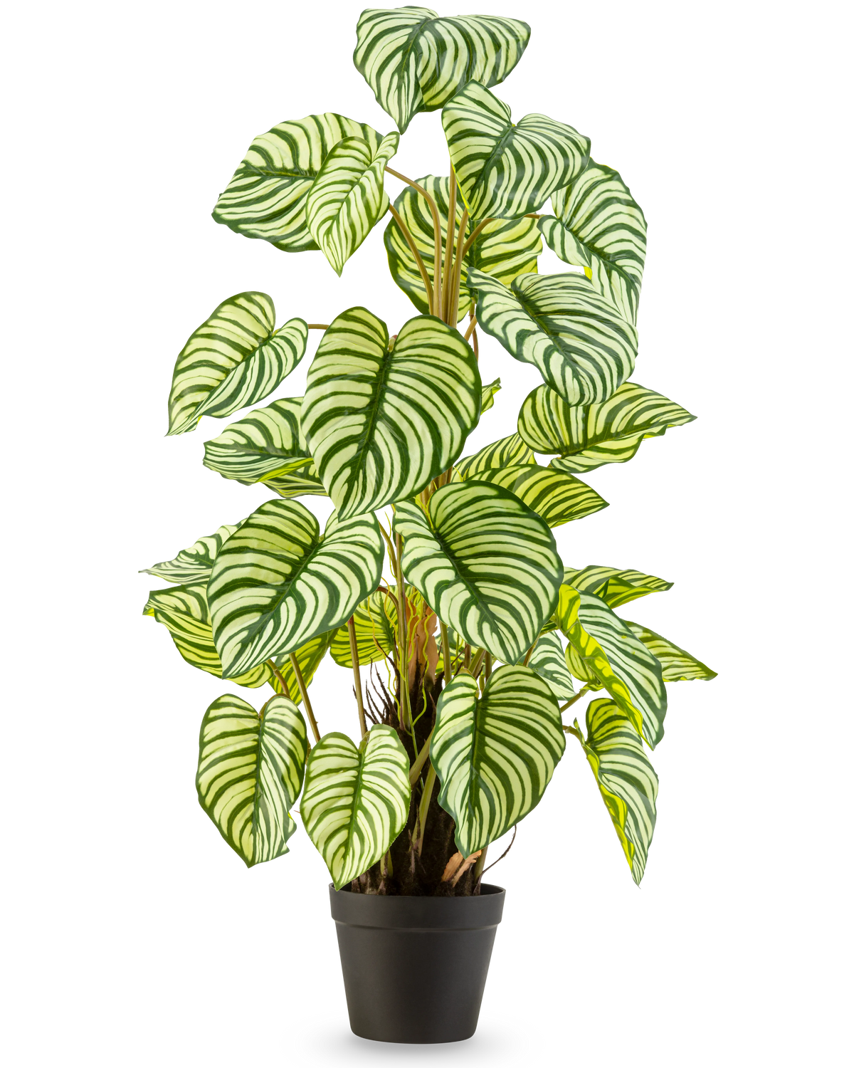 Die Kunstpflanze Anthurium 90 cm grün ist eine Kunstpflanze im Topf mit großen, ovalen grün-weiß gestreiften Blättern, die aufrecht in einem schwarzen Topf vor einem schlichten weißen Hintergrund steht.