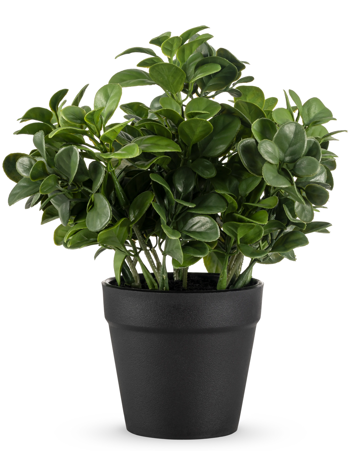 Die künstliche Peperomia-Pflanze 20 cm hat üppige, runde grüne Blätter und wird in einem schlichten schwarzen Topf vor einem schlichten weißen Hintergrund geliefert.