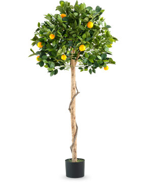 Ein künstlicher Orangenbaum mit einem Stamm von 150 cm im Topf mit einem schlanken Stamm, leuchtend grünen Blättern und realistischen orangefarbenen Früchten, abgebildet vor einem schlichten weißen Hintergrund.