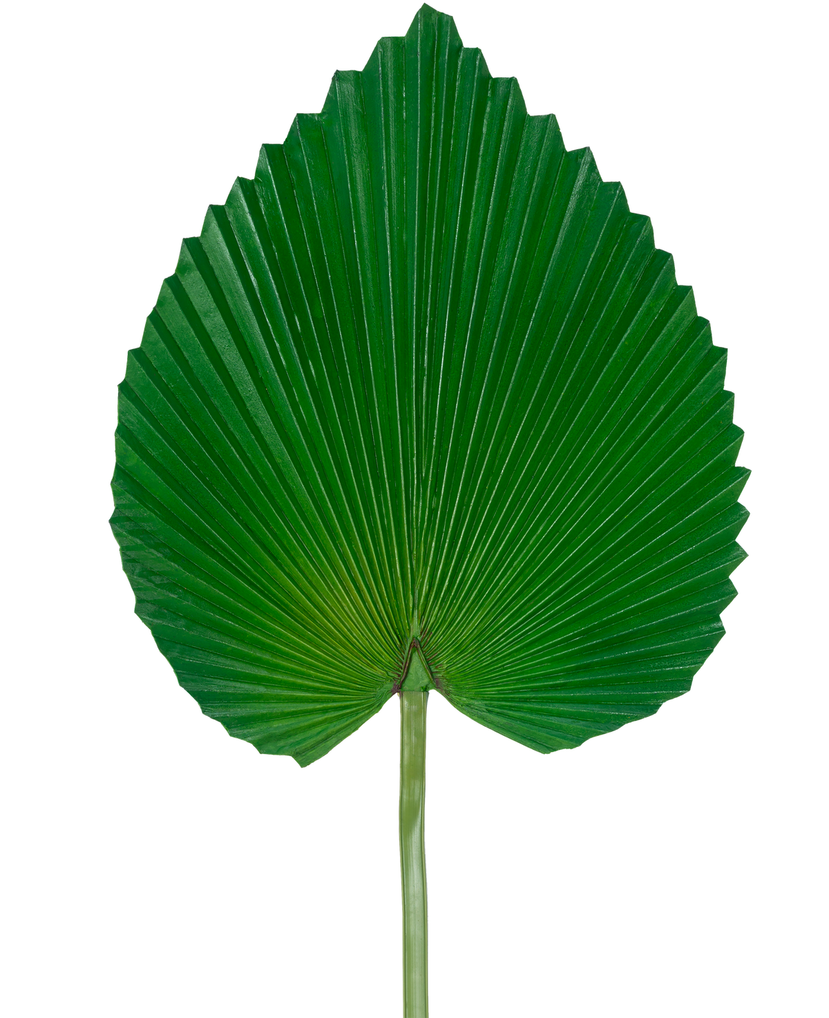 Das künstliche Blatt 81 cm ist ein einzelnes großes grünes Palmenblatt mit einer fächerförmigen, herzähnlichen Form und tiefen, symmetrischen Rillen vor einem schlichten weißen Hintergrund.