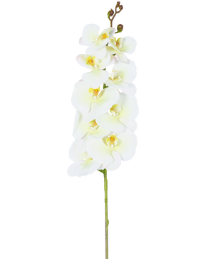 Ein einzelnes Muster der künstlichen Orchidee Real Touch Deluxe 105 cm weiß/gelb mit mehreren Blüten und Knospen, wunderschön präsentiert vor einem schlichten weißen Hintergrund.