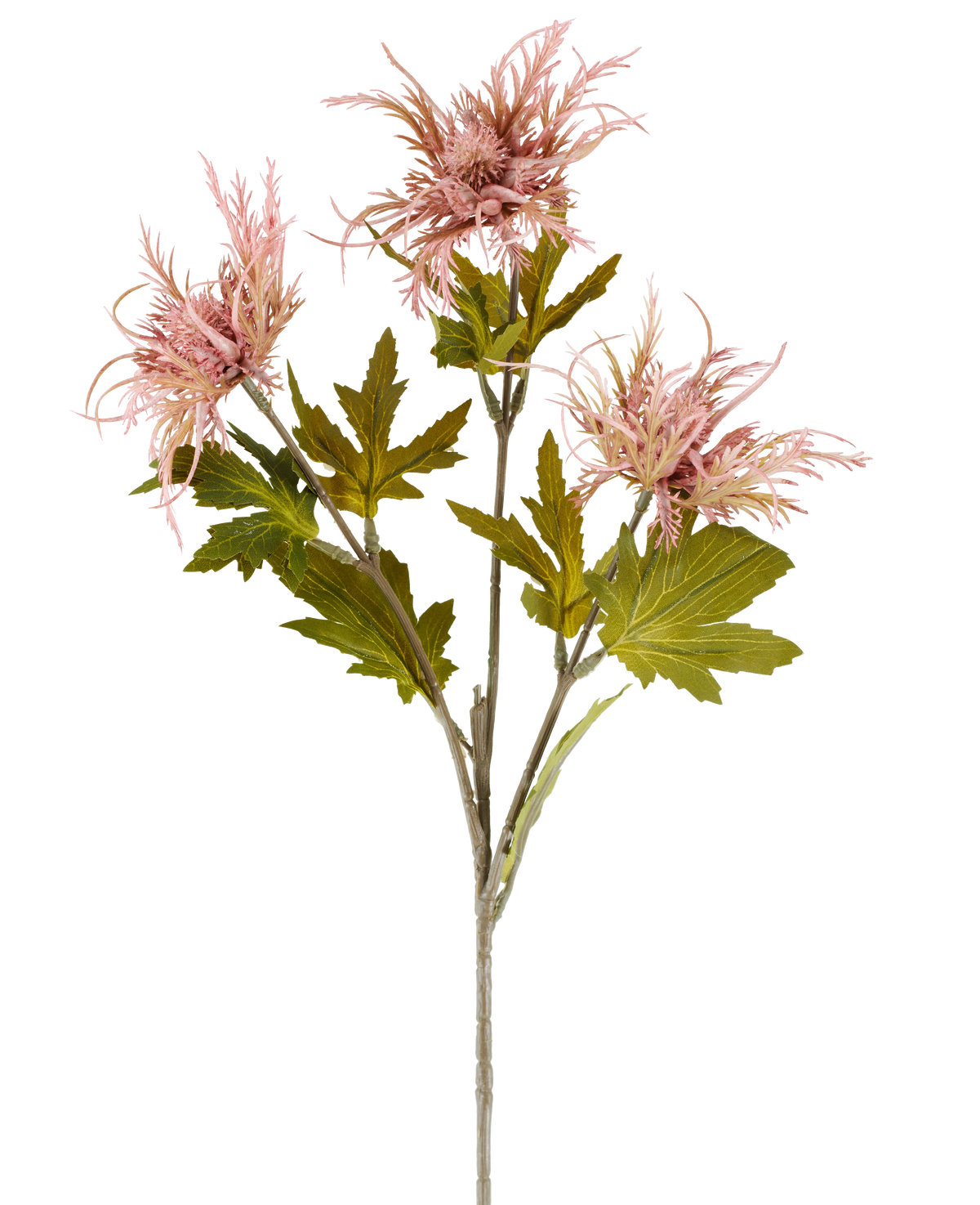 Ein einzelner Stiel der Kunstblume Armeria maritima, 67 cm altrosa, mit mehreren grünen Blättern und drei spitzen, altrosa Blüten, dargestellt vor einem schlichten weißen Hintergrund.