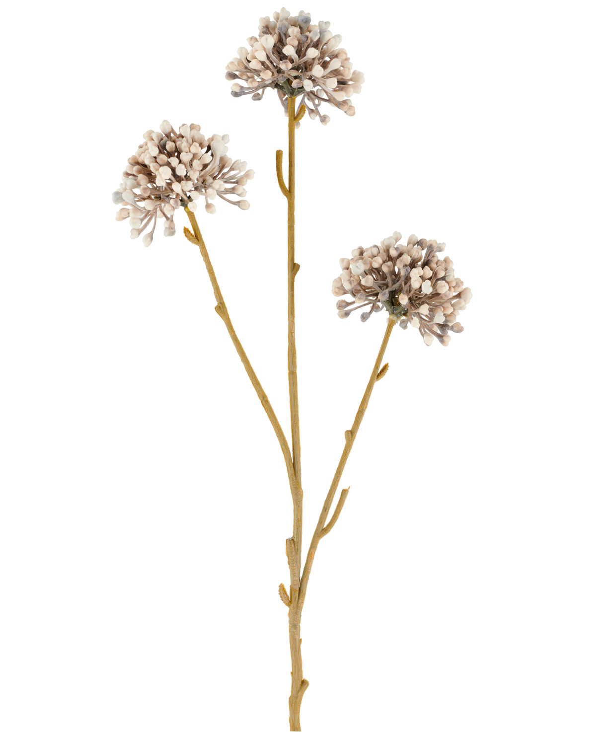 Drei braune Stängel der Kunstblume Mini Allium 60 cm creme/braun ragen nach oben, jeweils mit einer runden Ansammlung kleiner, dezenter cremefarbener und brauner Knospen am Ende vor einem schlichten weißen Hintergrund. Das Ganze wirkt minimalistisch und natürlich.