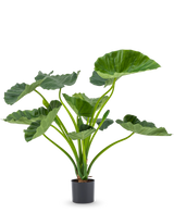 Die Kunstpflanze Alocasia Calioora 80 cm hat große grüne Blätter und kräftige Stiele. Diese lebensechte Kunstpflanze eignet sich perfekt als stilvolle Ergänzung für jedes Interieur und sieht vor einem weißen Hintergrund wunderschön aus.