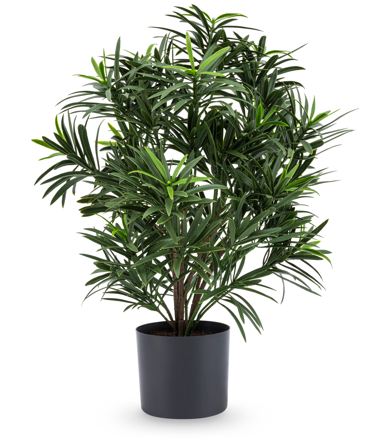Die Kunstpflanze Podocarpus 47 cm hat lange, schmale Blätter und wird in einem eleganten dunklen Topf geliefert, was sie zu einer stilvollen Zimmerpflanze für jeden Raum macht. Vor einem weißen Hintergrund verleiht es Ihrem Zimmer üppiges Grün.
