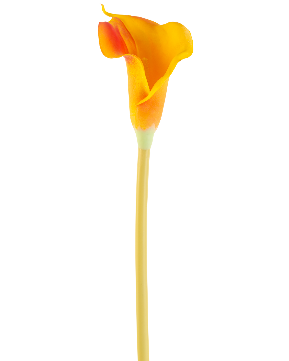 Die künstliche Blumen-Calla 64 cm orange besteht aus einer einzelnen orangefarbenen Calla-Lilie mit einem langen, schlanken Stiel, isoliert auf einem weißen Hintergrund.