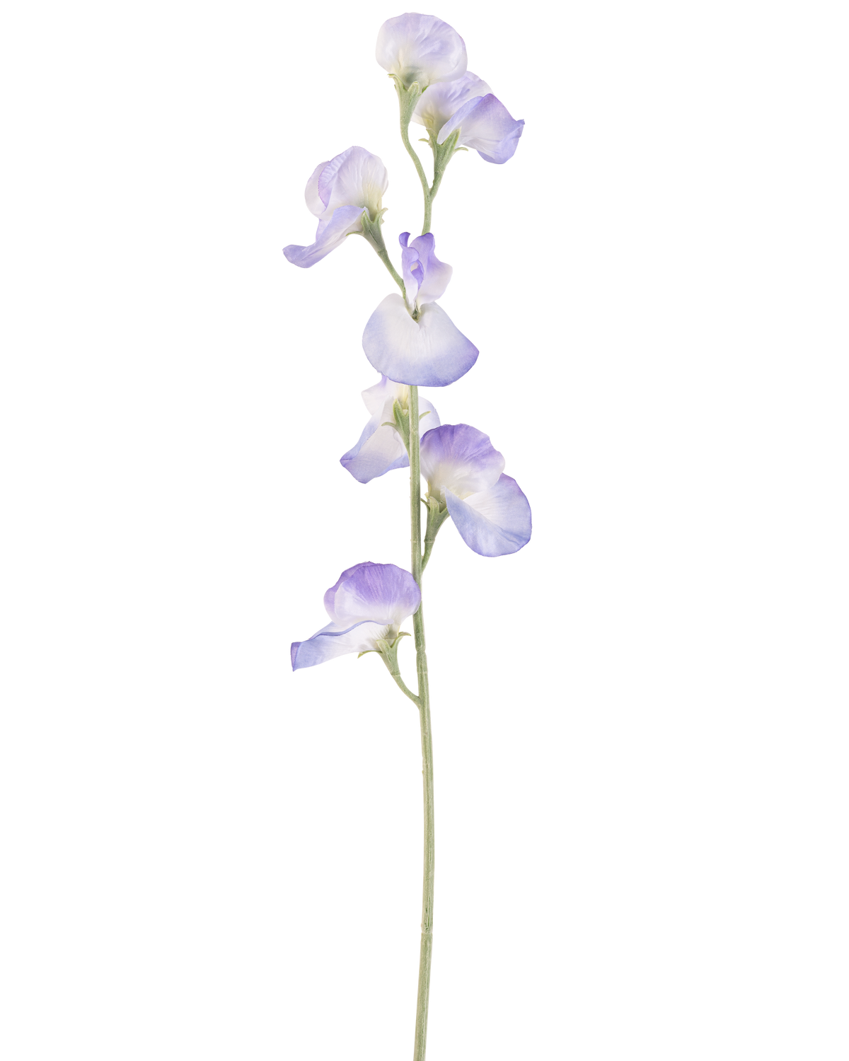 Eine einzelne künstliche Erbsenblume, 64 cm lang, Lavendel, mit mehreren zarten hellvioletten Blüten und grünen Stielen, isoliert auf weißem Hintergrund.