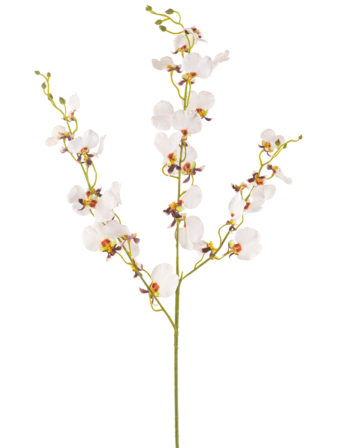 Die künstliche Blumenorchidee 98 cm creme ist ein einzelner künstlicher cremefarbener Orchideenstiel mit mehreren zarten Blüten und mehreren Knospen, mit gelben und violetten Zentren, isoliert auf einem schlichten weißen Hintergrund.