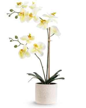 Die künstliche Orchidee Real Touch 60 cm grün/weiß hat weiße Blüten mit einem hellgelben Herzen und grünen Knospen, getragen von Bambus in einem schlichten cremefarbenen gesprenkelten Topf, vor einem weißen Hintergrund.