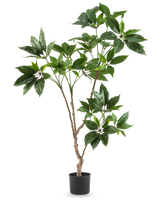 Die künstliche Schefflera-Pflanze (120 cm) hat mehrere schlanke braune Stängel mit Büscheln großer, glänzend grüner Blätter in einem kleinen schwarzen Topf vor einem schlichten weißen Hintergrund.