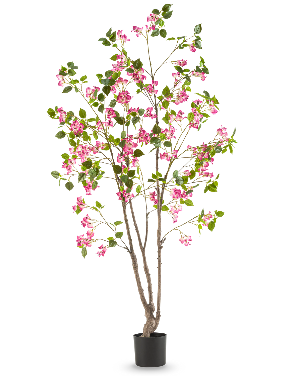 Die künstliche Bougainvillea 180 cm ist eine hohe Kunstpflanze mit mehreren braunen Stielen, grünen Blättern und leuchtend rosa Blüten in einem schwarzen Topf vor einem schlichten weißen Hintergrund.
