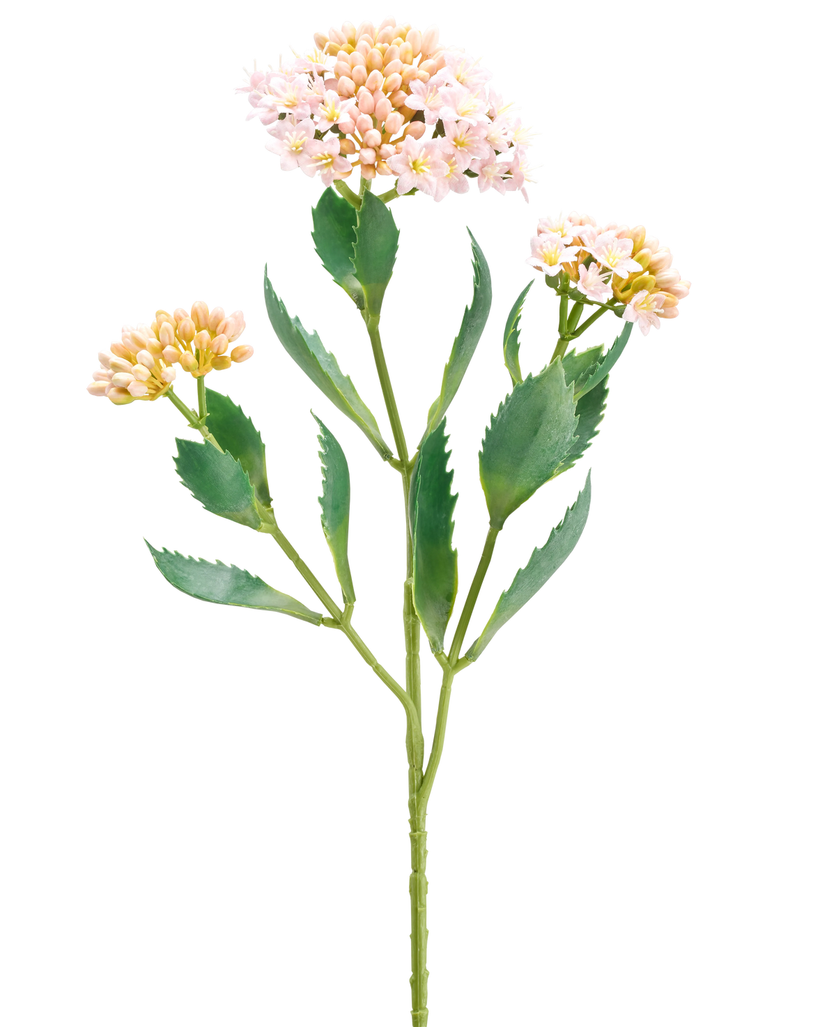 Die Kunstblume Kalanchoe 47 cm rosa hat einen einzelnen grünen Stiel mit drei Büscheln kleiner, hellrosa und pfirsichfarbener Blüten und länglichen, gezackten grünen Blättern, isoliert auf weißem Hintergrund.