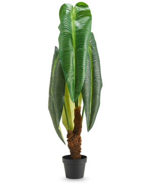 Eine hohe Kunstpflanze Anthurium von 120 cm mit großen, glänzend grünen Blättern und einem braunen Stiel mit Struktur, präsentiert in einem kleinen schwarzen Topf vor weißem Hintergrund.