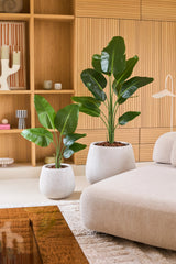 Zwei künstliche Strelitzia 150 cm Real Touch2 Topfpflanzen, mit großen grünen, lebensechten Blättern, stehen auf einem weißen Boden neben einem beigen Sofa. Dahinter befindet sich ein Holzregal mit Deko-Objekten, das dem gemütlichen Wohnzimmer einen modernen Look verleiht.