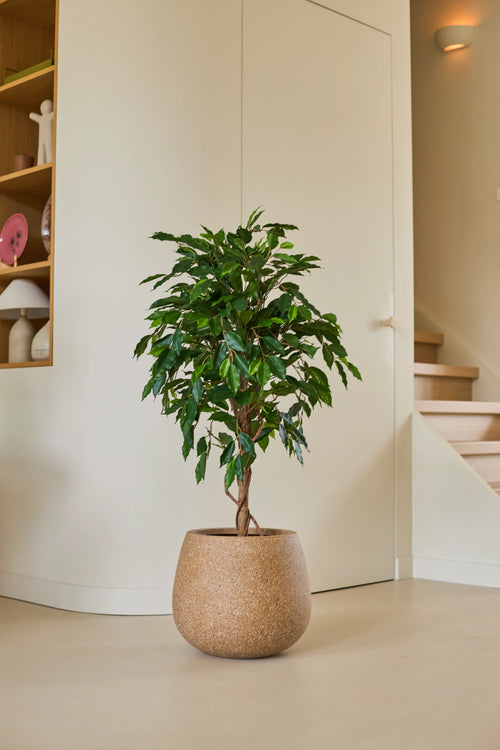 Eine 120 cm große Kunstpflanze Ficus Green mit glänzend grünen Blättern steht auf einem hellen Boden in einem modernen, minimalistischen Raum, in der Nähe einer Holztreppe und mit dekorativen Gegenständen dekorierten Regalen.