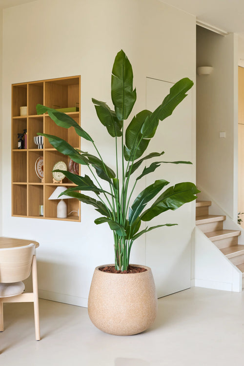 Eine 210 cm große Kunstpflanze Strelitzia Nicolai Deluxe mit langen grünen Blättern steht neben einem Holzstuhl in einem modernen, minimalistischen Raum mit weißen Wänden, Holzregalen und einer Treppe im Hintergrund. Diese tropische Kunstpflanze verleiht dem modernen Raum einen Hauch natürlicher Eleganz.