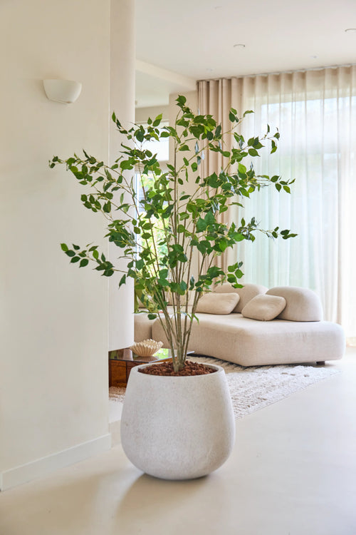 Die 180 cm große künstliche Ficus-Pflanze mit ihren üppigen grünen Blättern steht stolz auf einem hellen Boden in einem modernen, hellen Wohnzimmer mit einem weißen Sofa, einem weichen Teppich und durchscheinenden Vorhängen, die natürliches Licht hereinlassen.