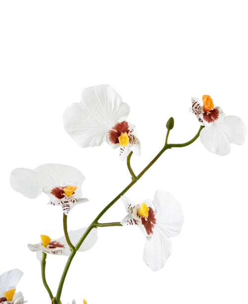 Eine Nahaufnahme des künstlichen Oncidium Real Touch 48 cm weiß zeigt die zarten weißen Orchideenblüten mit gelben und braunen Zentren vor einem schlichten weißen Hintergrund.