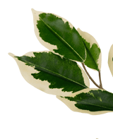 Kunstpflanze Ficus Grün/Weiß 90 cm