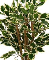 Eine Nahaufnahme der Kunstpflanze Ficus Grün/Weiß 90 cm mit grünen Blättern mit cremeweißem Rand und mehreren braunen Stielen vor einem schlichten weißen Hintergrund.