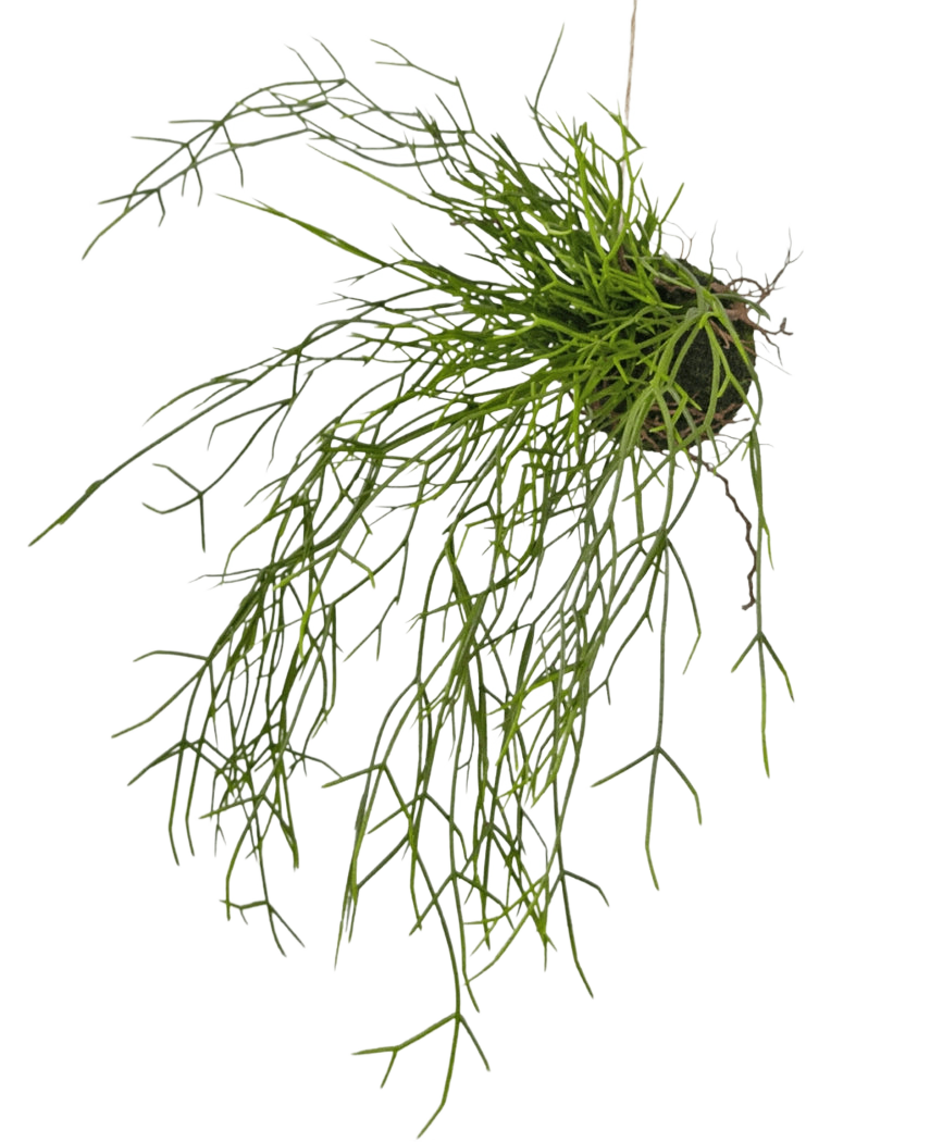 Die künstliche Hängepflanze Gras auf Kugel 48 cm hat lange, dünne, grüne, grasähnliche Stängel in einem kleinen Erdklumpen vor einem weißen Hintergrund.