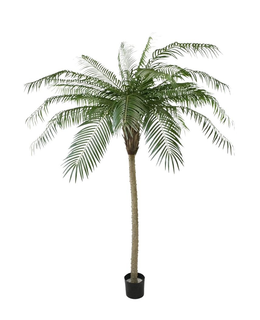 Die Kunstpalme Phoenix De Luxe 210 cm hat lange, gebogene grüne Blätter und einen strukturierten Stamm, in einem kleinen schwarzen Topf vor einem schlichten weißen Hintergrund.