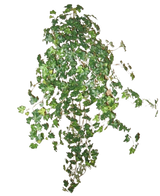 Der künstliche Efeu Deluxe Green 90 cm ist eine Gruppe dichter grüner Efeuranken, die nach unten und außen verlaufen und isoliert auf einem schlichten weißen Hintergrund stehen.