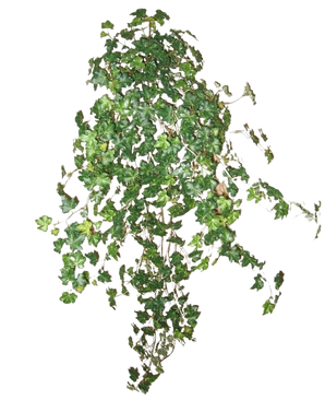 Der künstliche Efeu Deluxe Green 90 cm ist eine Gruppe dichter grüner Efeuranken, die nach unten und außen verlaufen und isoliert auf einem schlichten weißen Hintergrund stehen.