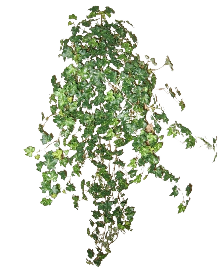 Der künstliche Efeu Deluxe Green 90 cm ist eine Gruppe dichter grüner Efeuranken, die nach unten und außen verlaufen und isoliert auf einem schlichten weißen Hintergrund stehen.