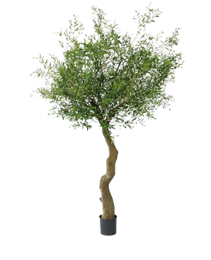 Der künstliche Olivenbaum 270 cm ohne Oliven steht in eleganten Dekotöpfen, mit gedrehtem Stamm und dichtem grünem Laub, vor einem schlichten weißen Hintergrund.