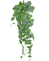 Die künstliche Hängepflanze Scindapsus 90 cm ist eine hängende Kletterpflanze mit herzförmigen grünen Blättern, die mit silberweißen Sprenkeln verziert sind und vor einem schlichten weißen Hintergrund herunterfallen.