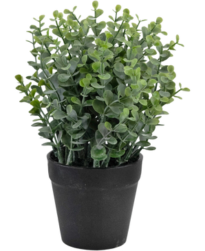 Die Kunstpflanze Pumila 23 cm ist eine kleine grüne Topfpflanze mit runden Blättern in einem schlichten schwarzen Topf, dargestellt vor einem weißen Hintergrund.