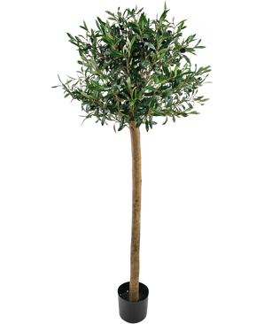 Der künstliche Olivenbaum UV 150 cm von Easyplants hat einen schlanken Stamm, satte grüne Blätter und steht in einem schwarzen Topf vor weißem Hintergrund. Diese UV-beständige Kunstpflanze ist perfekt für jeden Raum.