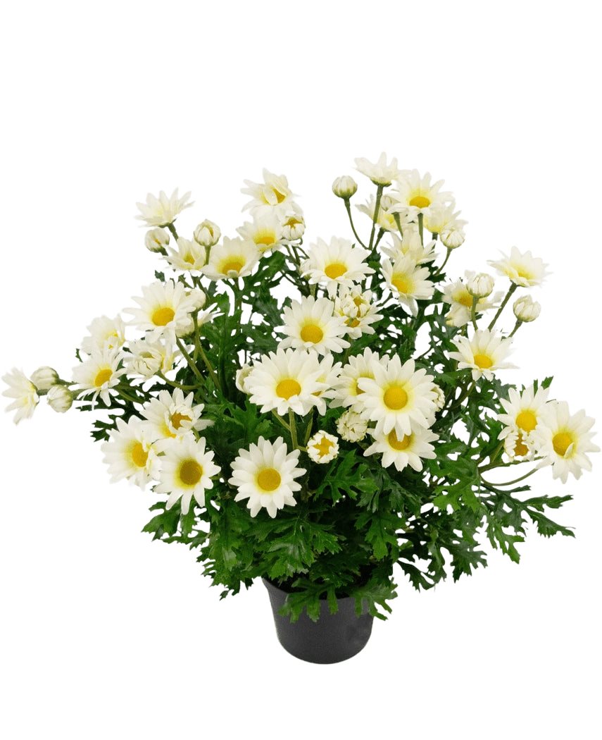Künstliche Pflanze Gänseblümchen 31 cm