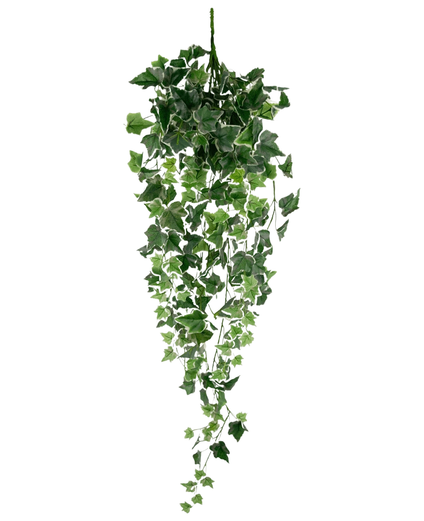 Der künstliche Efeu 70 cm grün/weiß ist eine hängende künstliche Efeupflanze mit üppig grünen und weißen kaskadenförmigen Blättern an langen Stielen vor einem schlichten weißen Hintergrund.