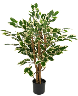 Kunstpflanze Ficus Grün/Weiß 90 cm mit braunen Stämmen und grünen Blättern mit weißen Rändern, dargestellt vor einem schlichten weißen Hintergrund.