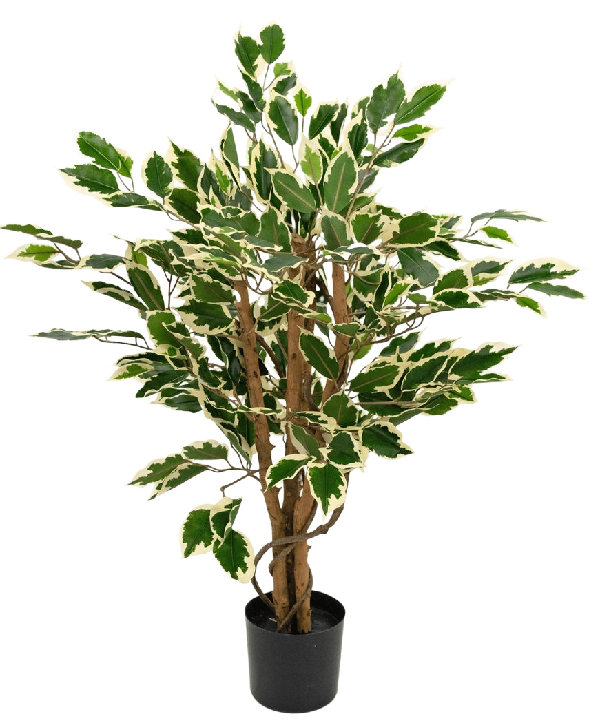 Kunstpflanze Ficus Grün/Weiß 90 cm mit braunen Stielen und grünen Blättern mit weißen Rändern, dargestellt vor einem schlichten weißen Hintergrund.