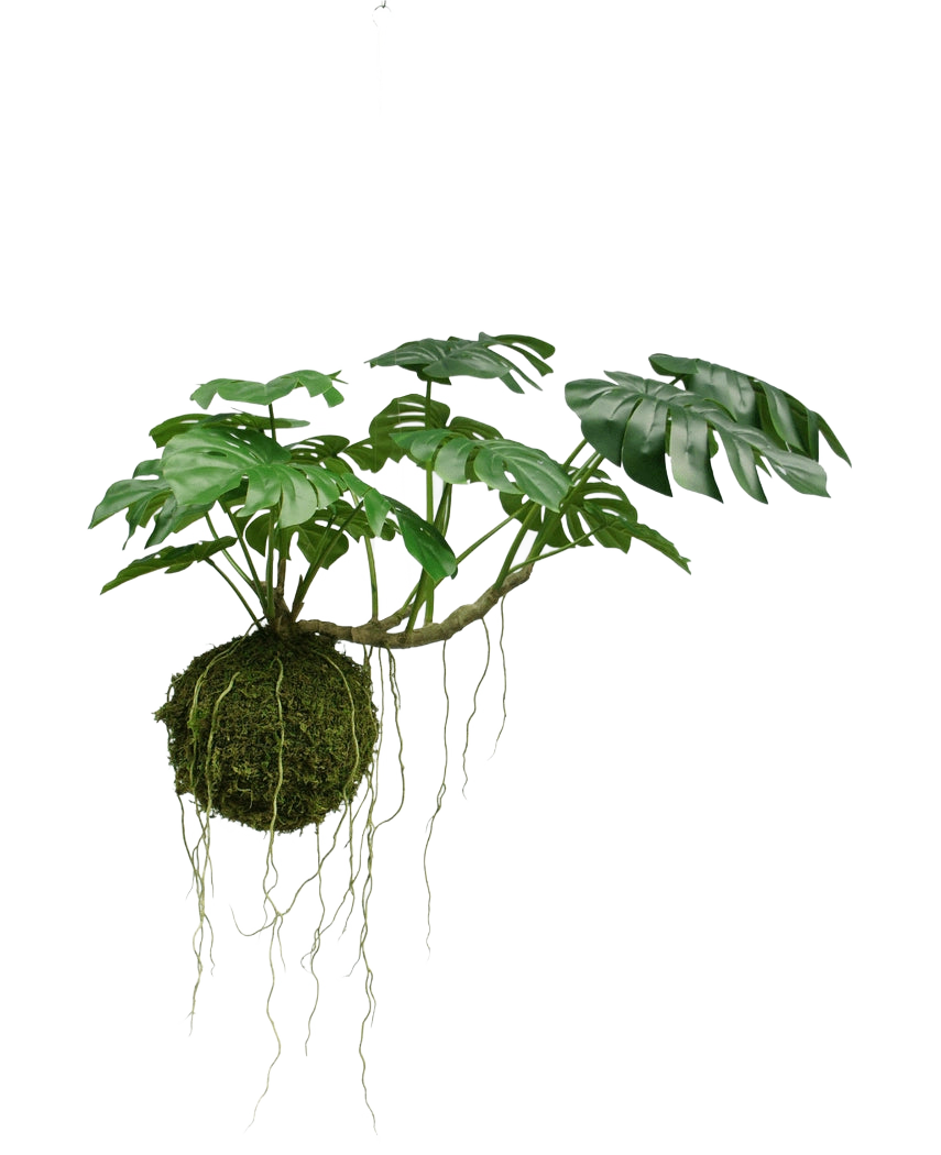 Die künstliche Hängepflanze Monstera Deluxe 60 cm hat große grüne Blätter und lange Wurzeln, die an einer Mooskugel hängen, was vor einem weißen Hintergrund eine tropische Atmosphäre schafft.