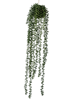 Die künstliche Hängepflanze Senecio Ball 71 cm hat lange, gewundene grüne Ranken, die oben aus einem runden Büschel hervorgehen und sich perfekt als Grün für einen schlichten weißen Hintergrund eignen.