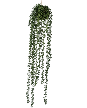 Die künstliche Hängepflanze Senecio Ball 71 cm hat lange, gewundene grüne Ranken, die aus einem runden Cluster an der Spitze hervorgehen, perfekt, um Grün vor einem schlichten weißen Hintergrund hinzuzufügen.