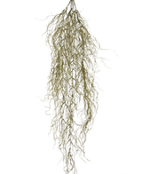 Die künstliche Hängepflanze Sudo 110 cm hat dünne, lange, gekräuselte, getrocknete Zweige, die vor einem schlichten weißen Hintergrund herabhängen. Als einzigartige künstliche Hängepflanze verleiht sie Ihrem Raum Atmosphäre und Gemütlichkeit.