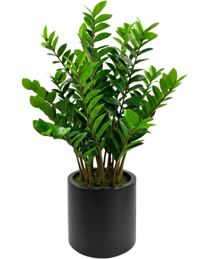 Künstliche Pflanze Zamioculcas fertig in schwarzem Topf 120 cm