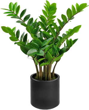 Künstliche Pflanze Zamioculcas fertig in schwarzem Topf 80 cm