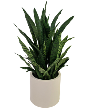 Künstliche Sansevieria Zylanica 43 cm fertig im beigen Topf