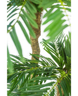Cycas Künstliche Palme Classic 165 cm
