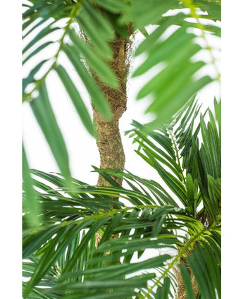 Cycas Künstliche Palme Classic 165 cm